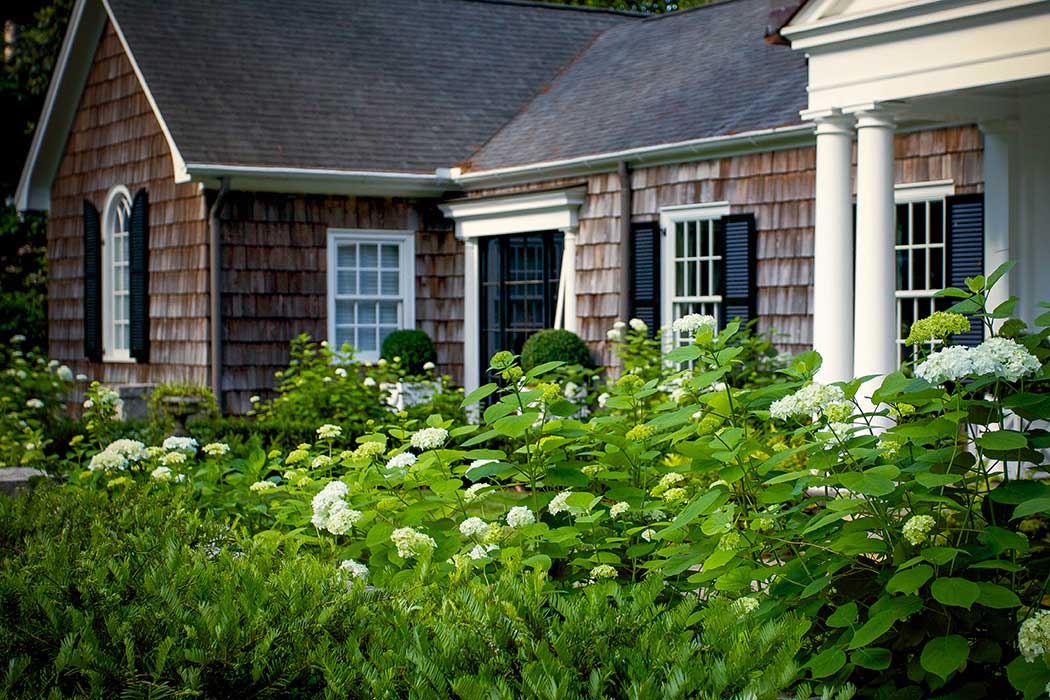 hydrangeas on cape cod