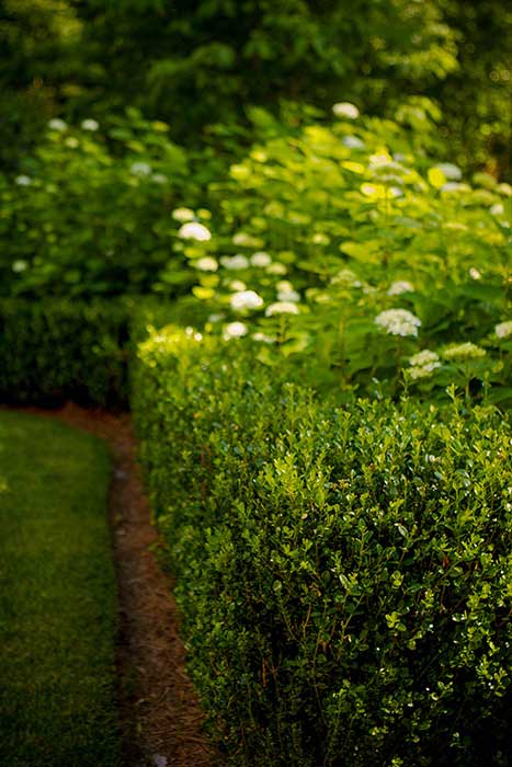 Hedges in Cape Cod Entry Court