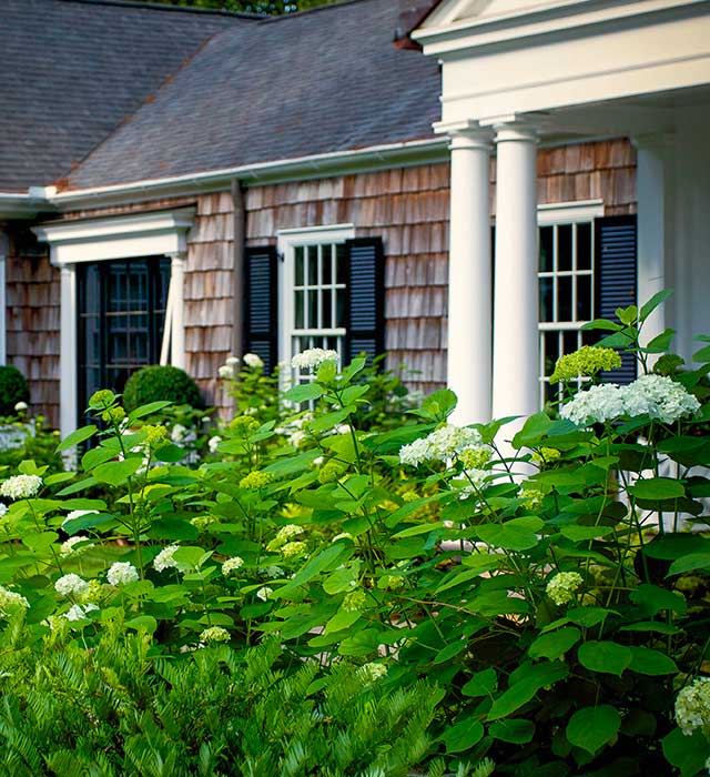 hydrangeas on cape cod