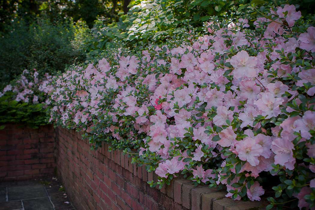 Brick wall and Flowers