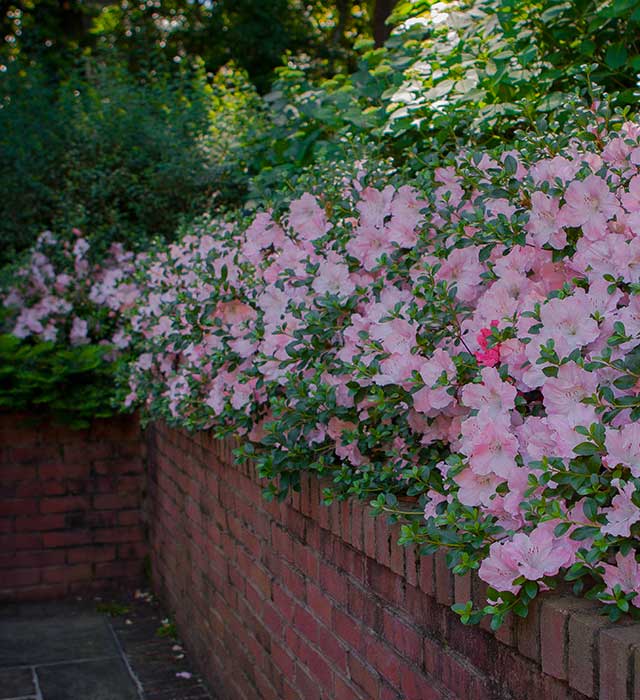 Brick wall and Flowers