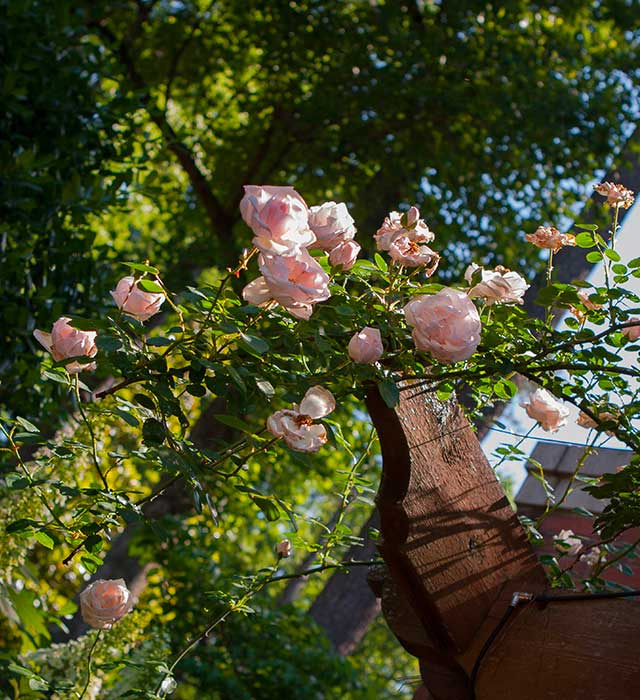 Rose Arbor Corner Detail