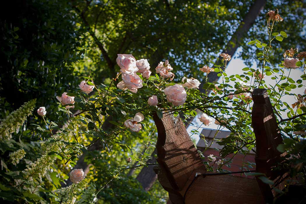 Rose Arbor Corner Detail