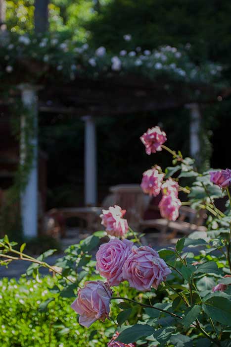 Roses and Pergola in Buckhead