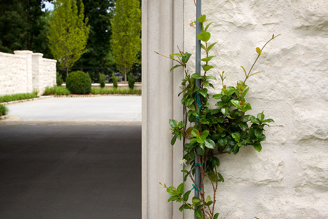 Vines in Garage Tunnel